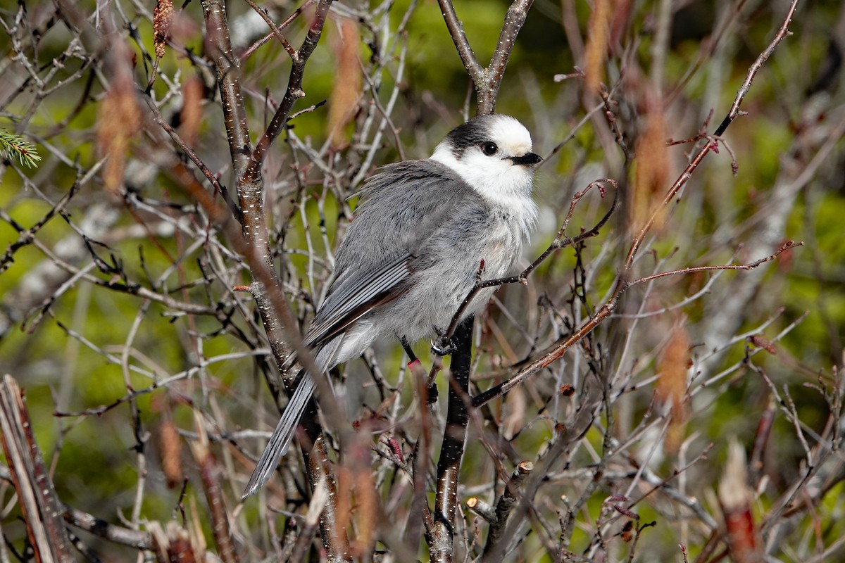Canada Jay - ML634202197