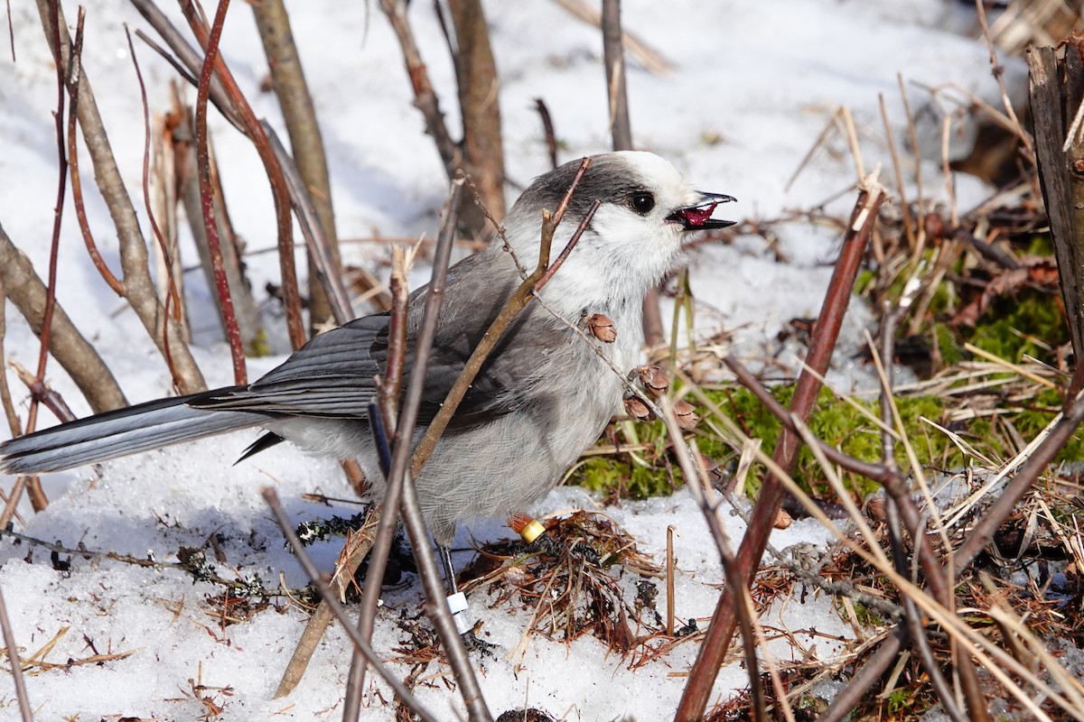 Canada Jay - ML634202198