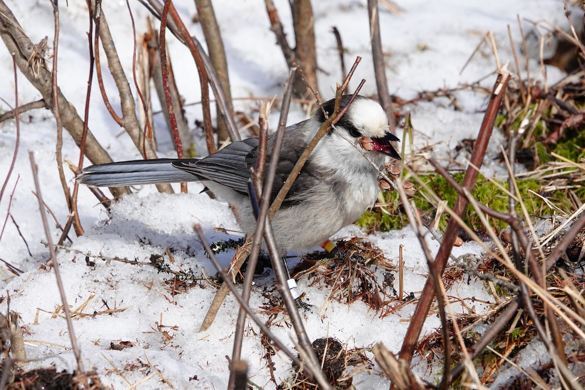 Canada Jay - ML634202199