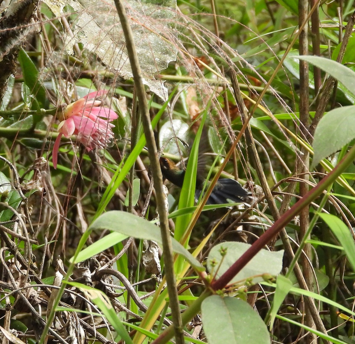 Green Hermit - ML634202251