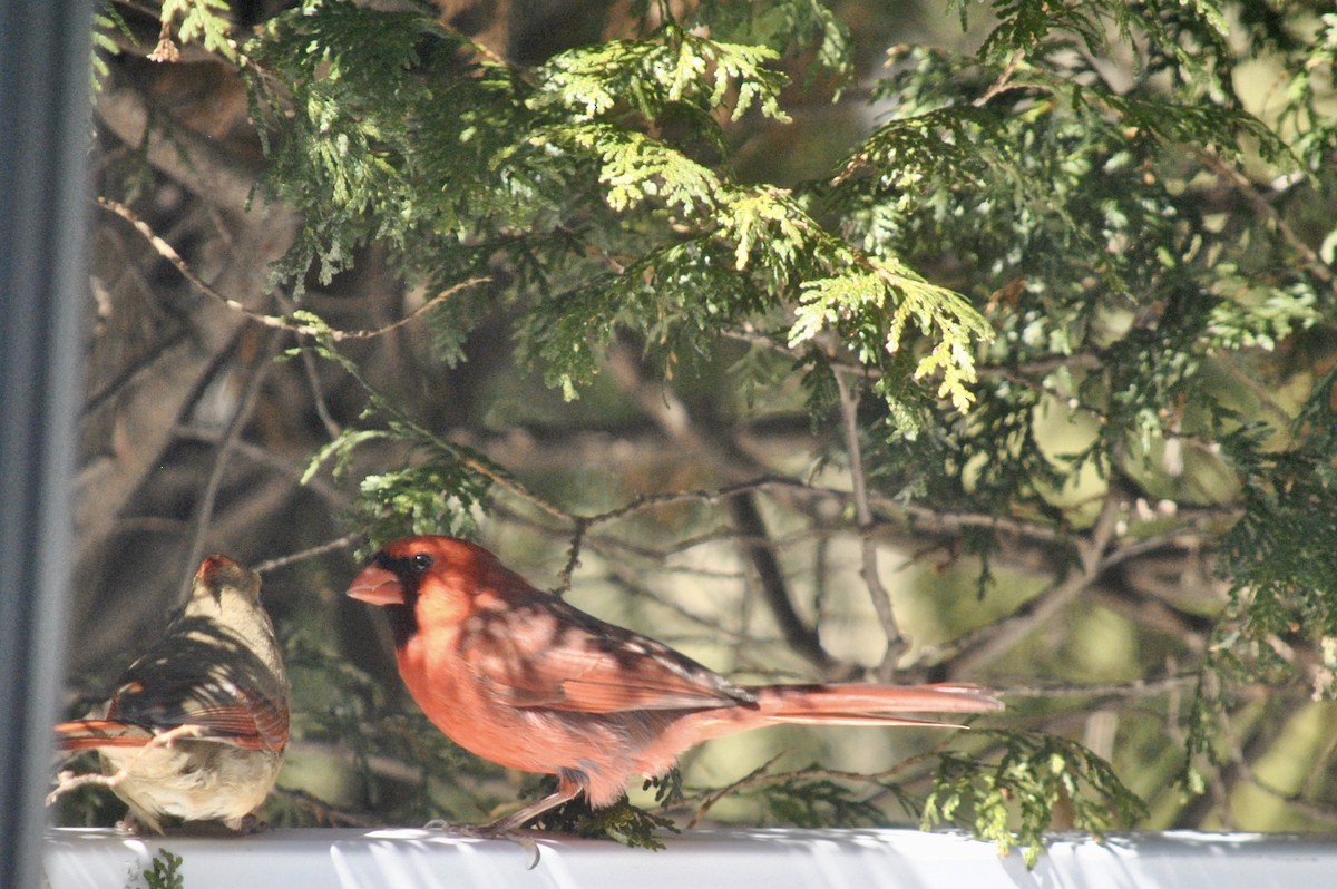 Northern Cardinal - ML634202266