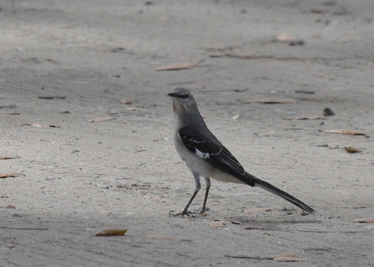 Northern Mockingbird - ML634202296