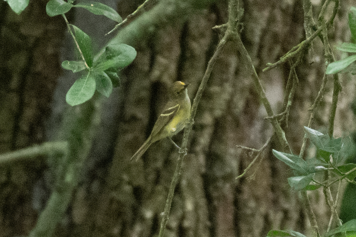 Viréo aux yeux blancs - ML634202352