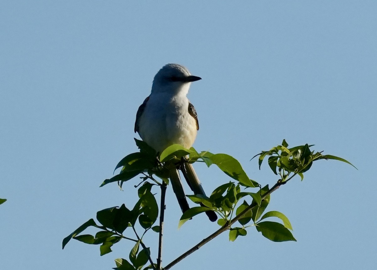 Northern Mockingbird - ML634202388