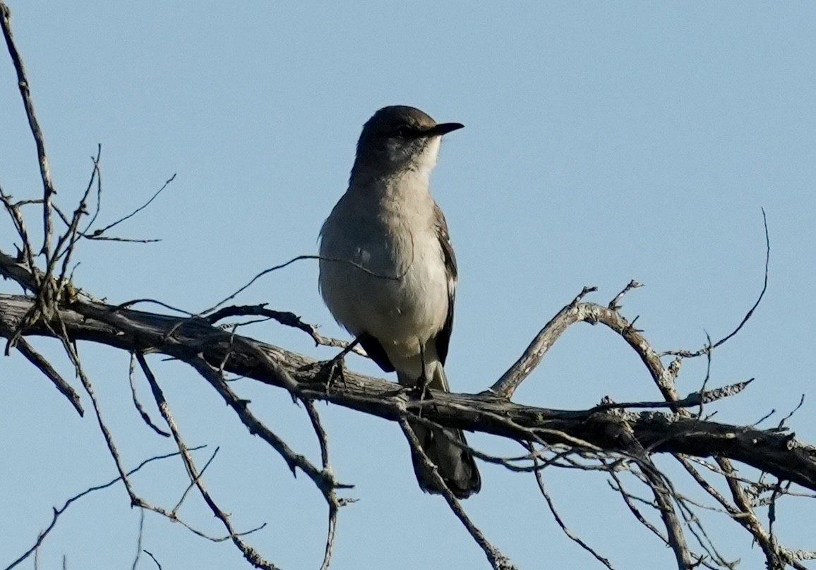 Northern Mockingbird - ML634202389