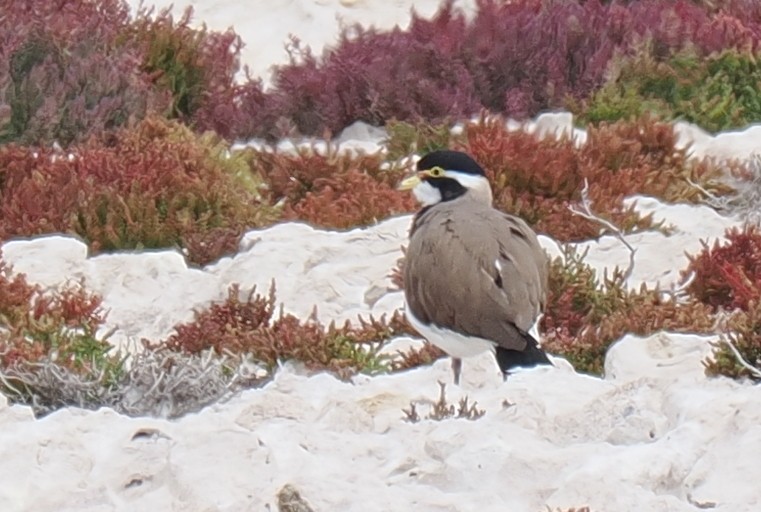 Banded Lapwing - ML634202479