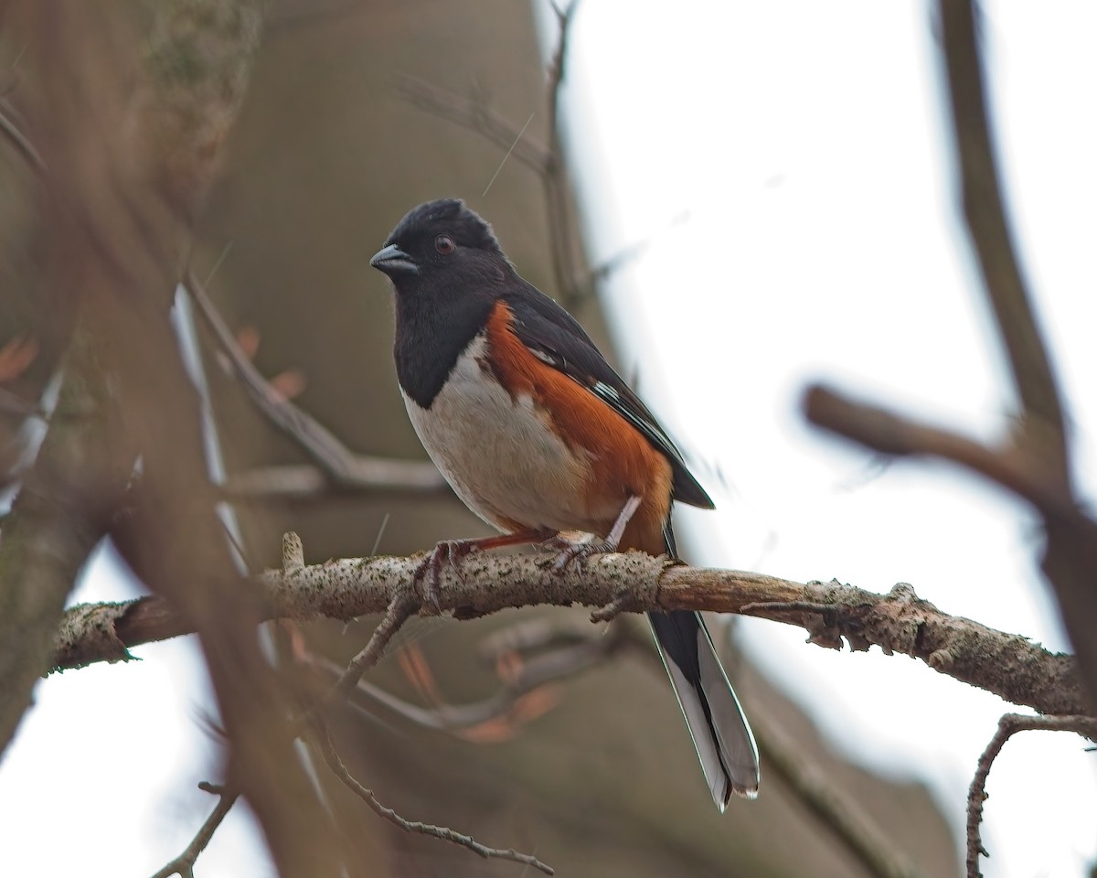 Eastern Towhee - ML634202504