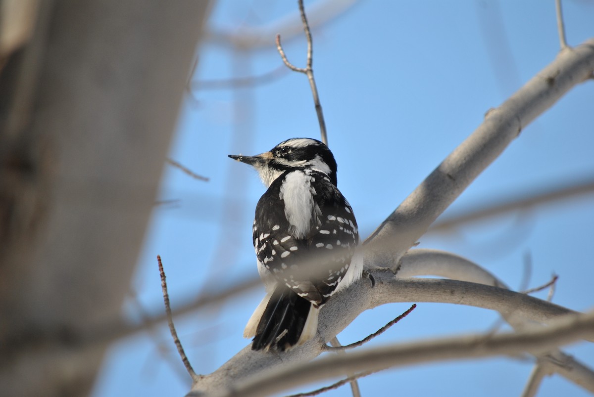 Hairy Woodpecker - ML634202543