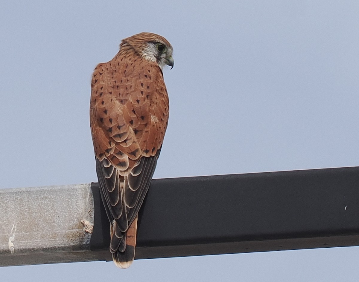 Nankeen Kestrel - ML634202545