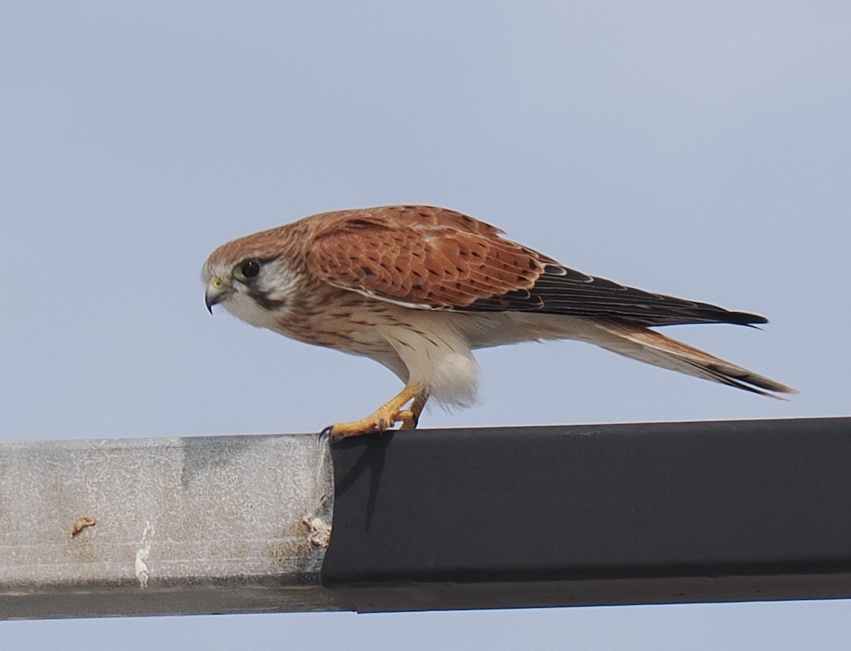 Nankeen Kestrel - ML634202546