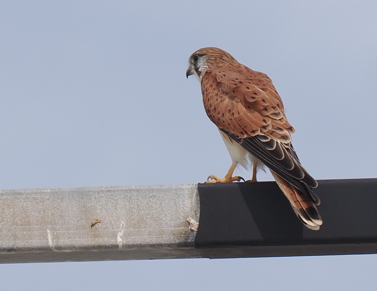 Nankeen Kestrel - ML634202547