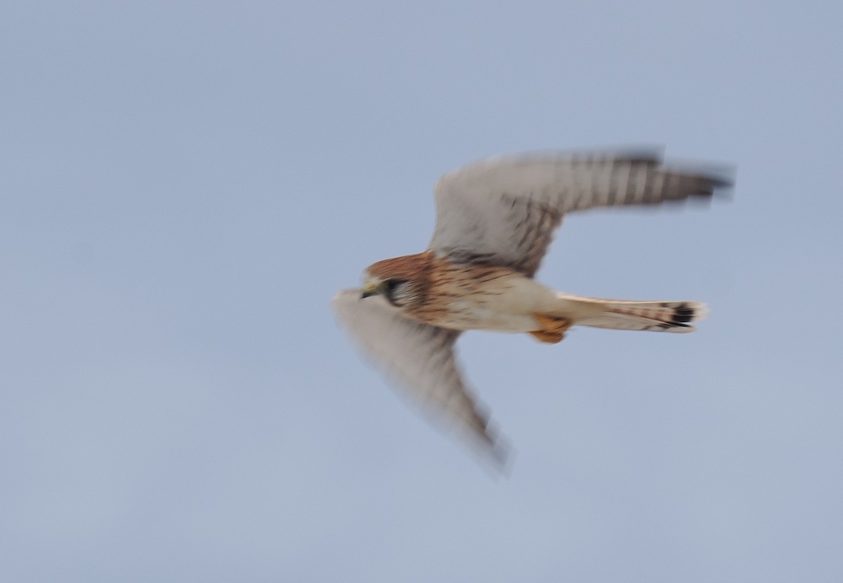 Nankeen Kestrel - ML634202548