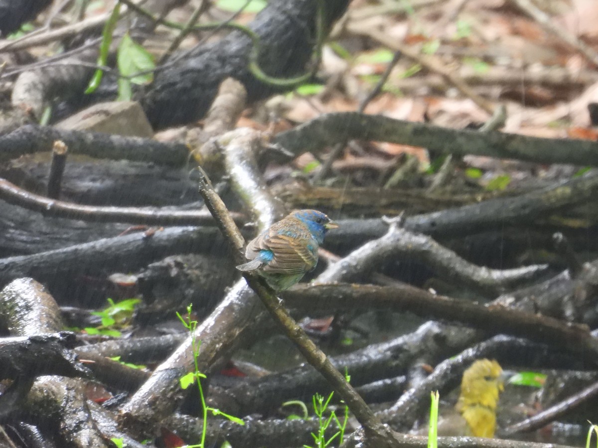 Indigo Bunting - ML634202584