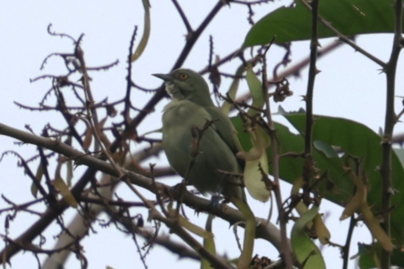 Viridian Dacnis - ML634202708