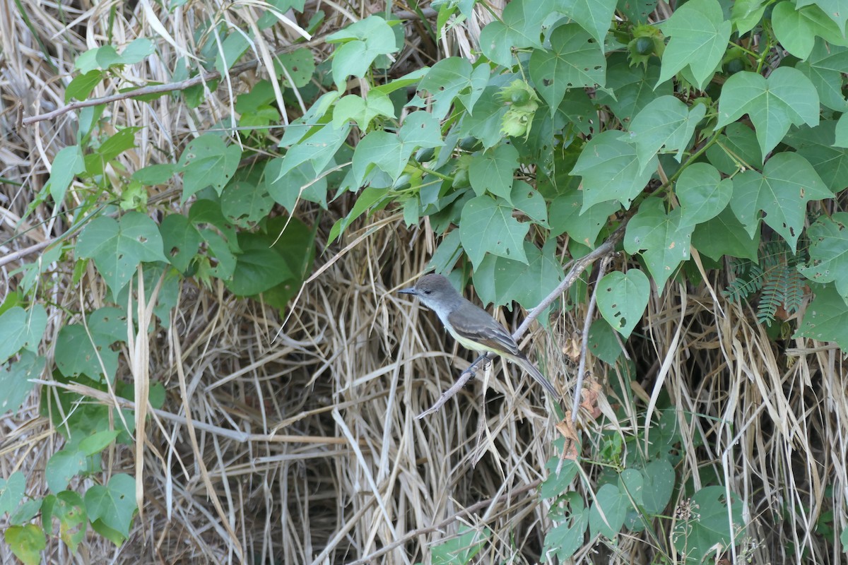 Lesser Antillean Flycatcher - ML634202760