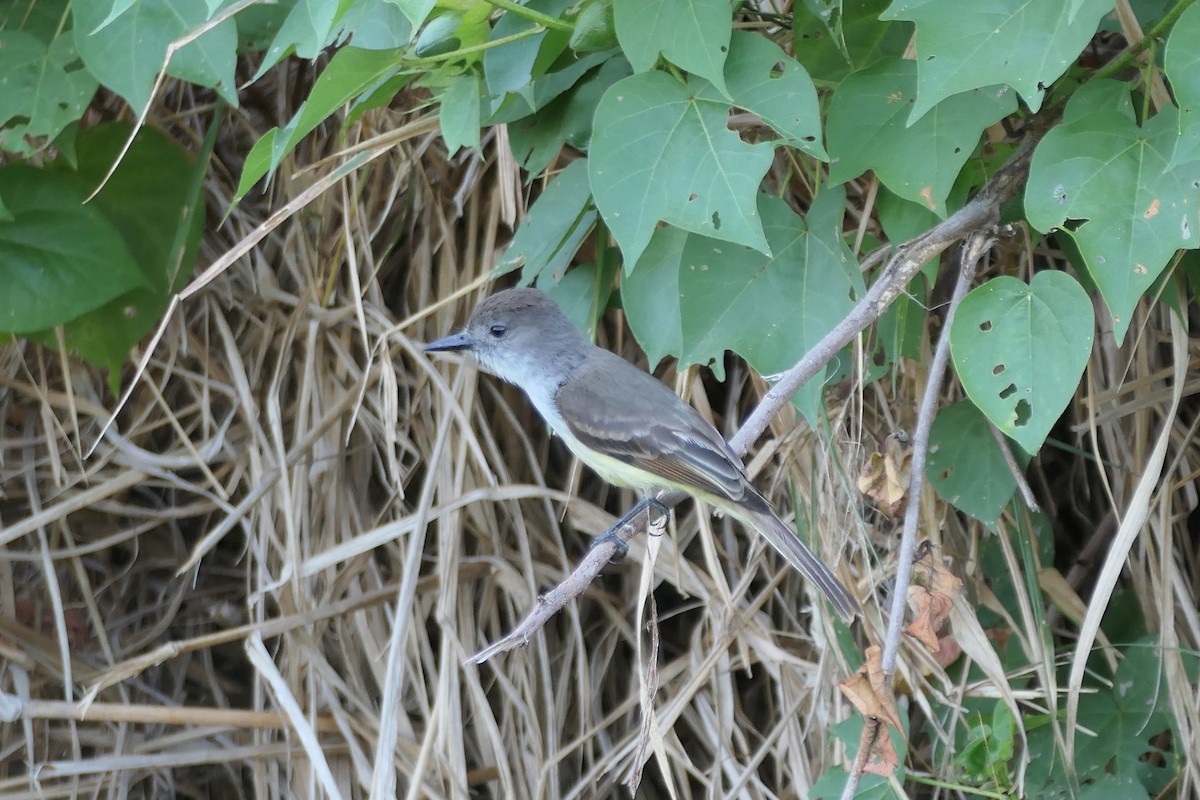 Lesser Antillean Flycatcher - ML634202761