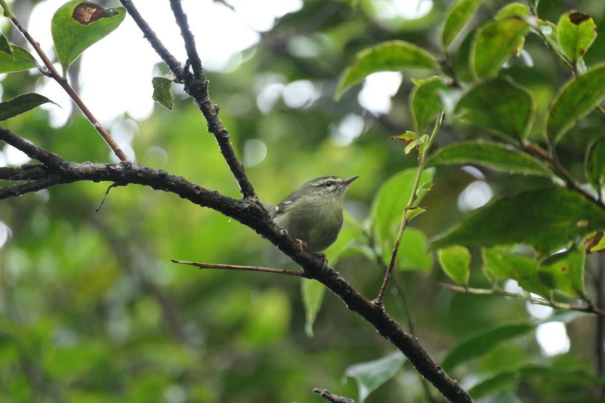 Plumbeous Warbler - ML634202889