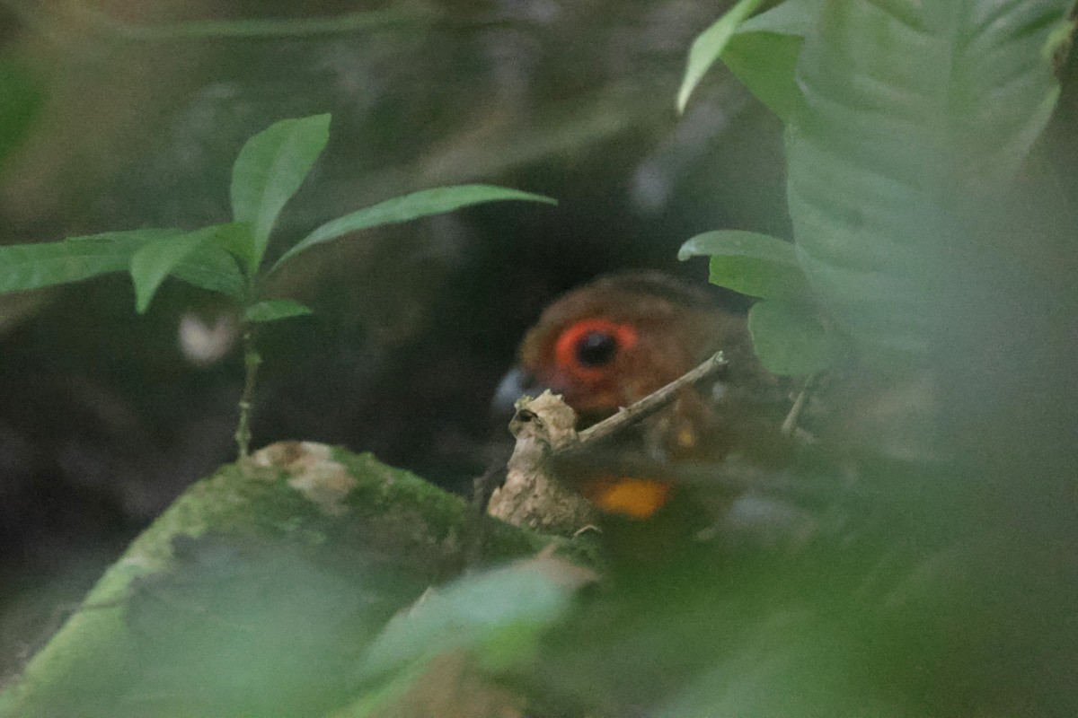 Marbled Wood-Quail - ML634202913