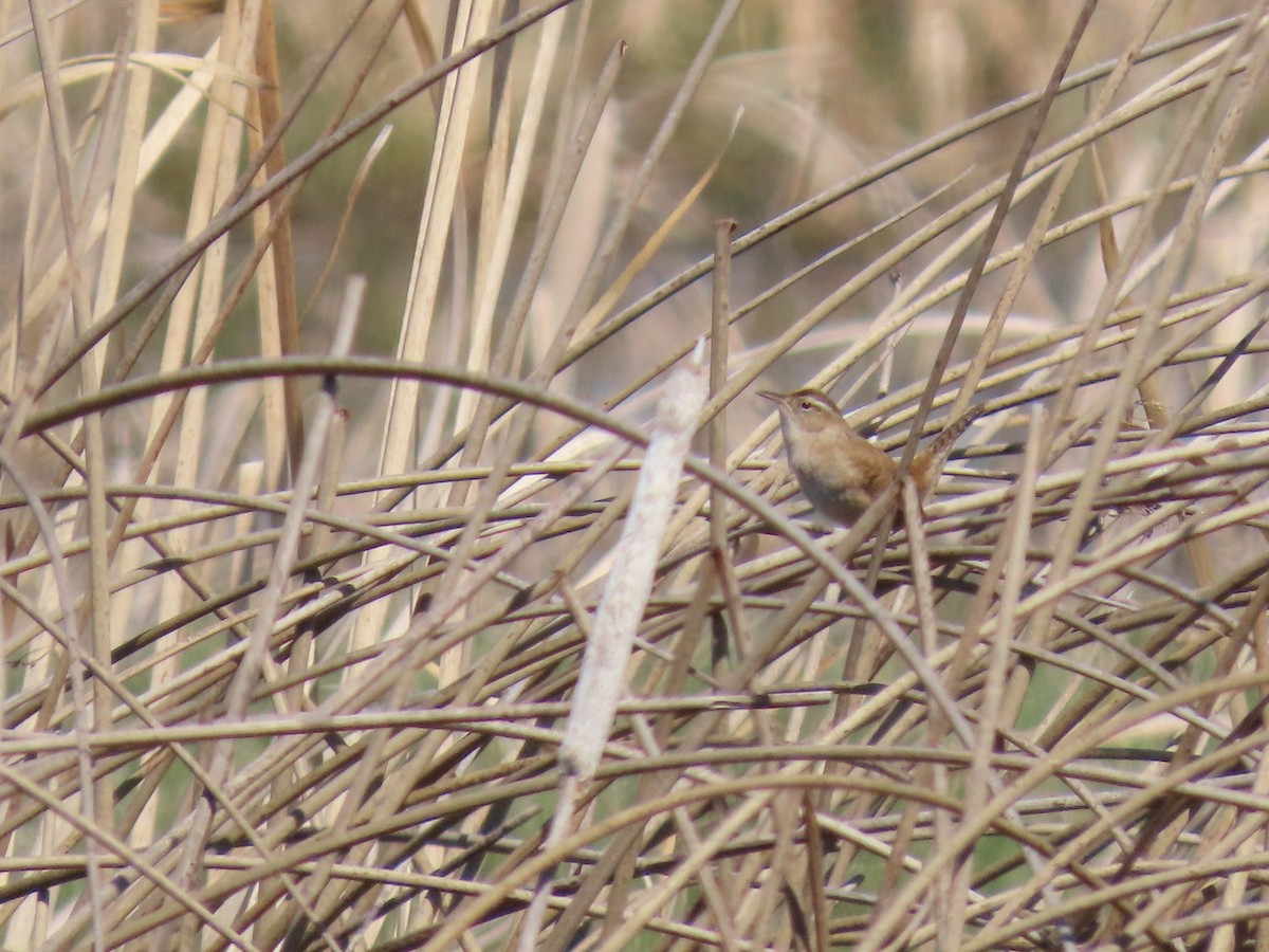 Marsh Wren - ML634202921