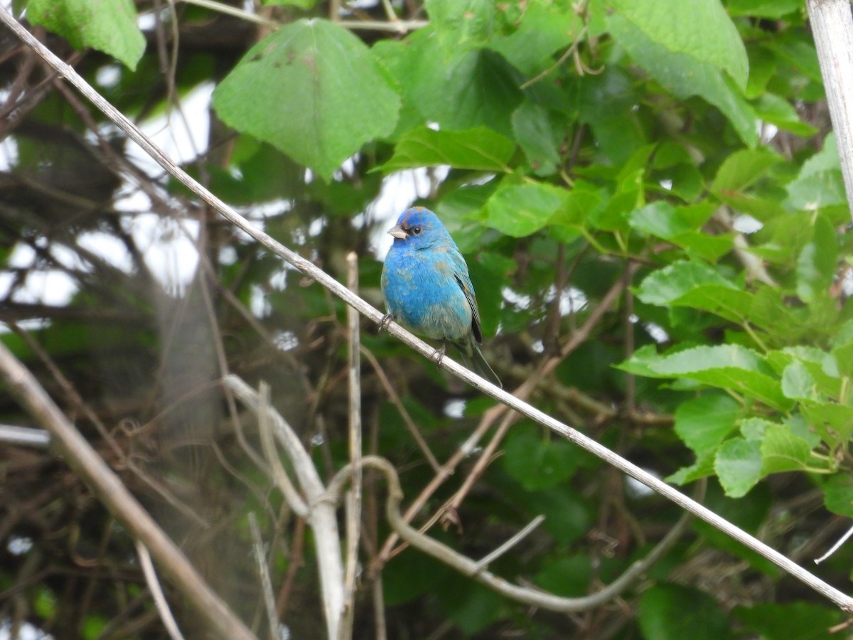 Indigo Bunting - ML634202981