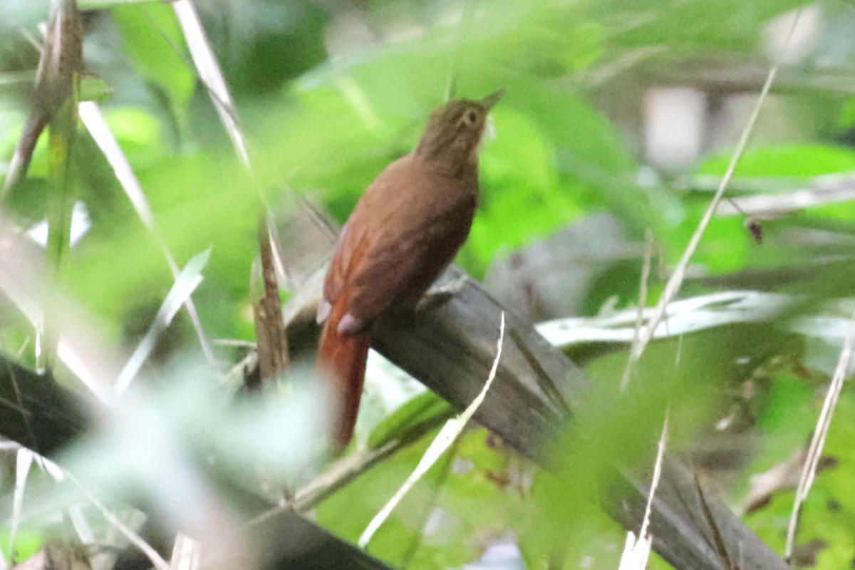 blekstrupeløvgransker (pallidigularis) - ML634203076