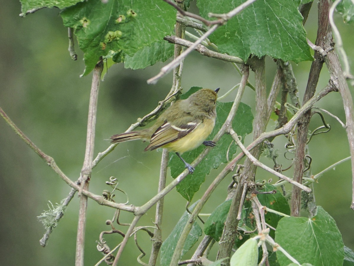 Viréo aux yeux blancs - ML634203129