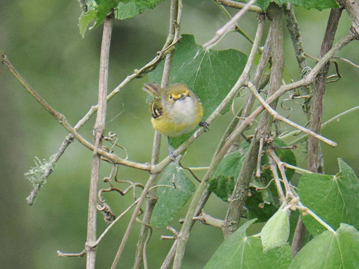 Viréo aux yeux blancs - ML634203130