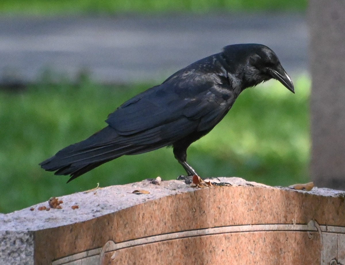 Fish Crow - ML634203138
