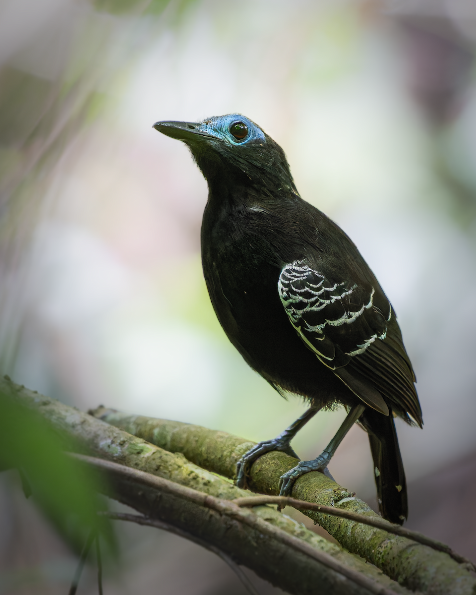 Bare-crowned Antbird - ML634203291