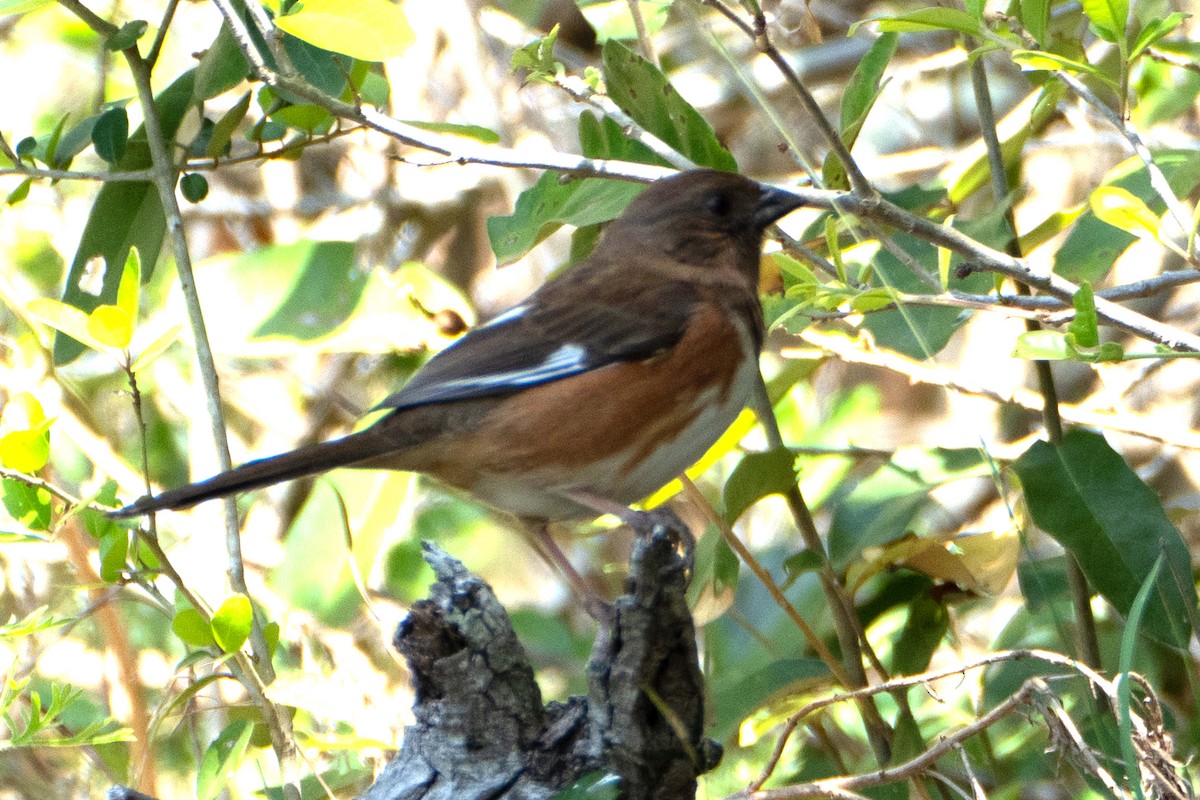 Eastern Towhee - ML634203302