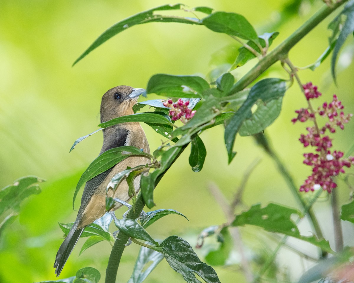 Black-goggled Tanager - ML634203318