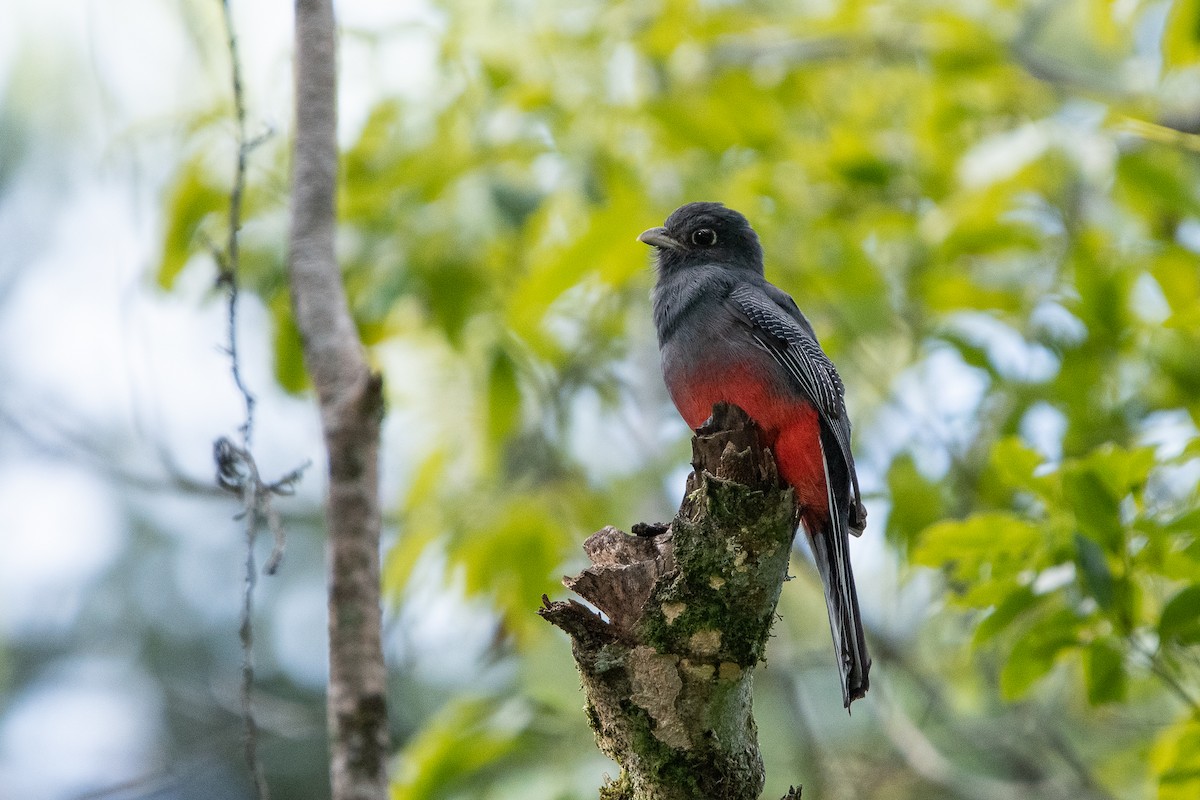 Surucua Trogon - ML634203365