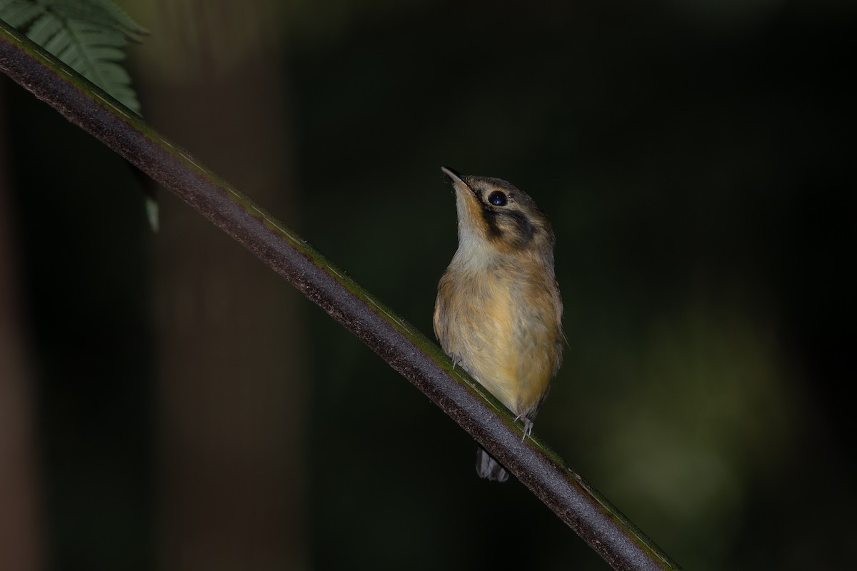 White-throated Spadebill - ML634203412