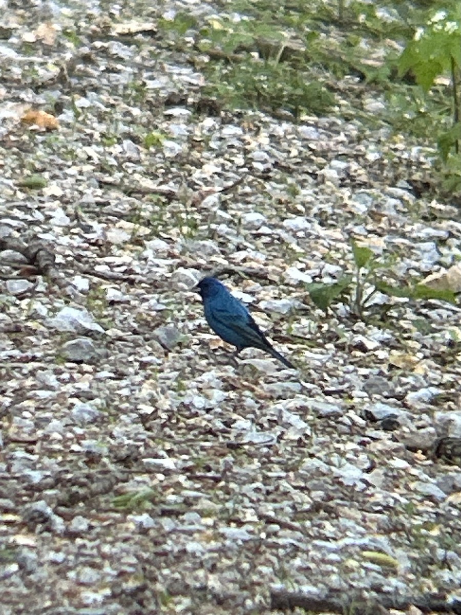Indigo Bunting - ML634203419