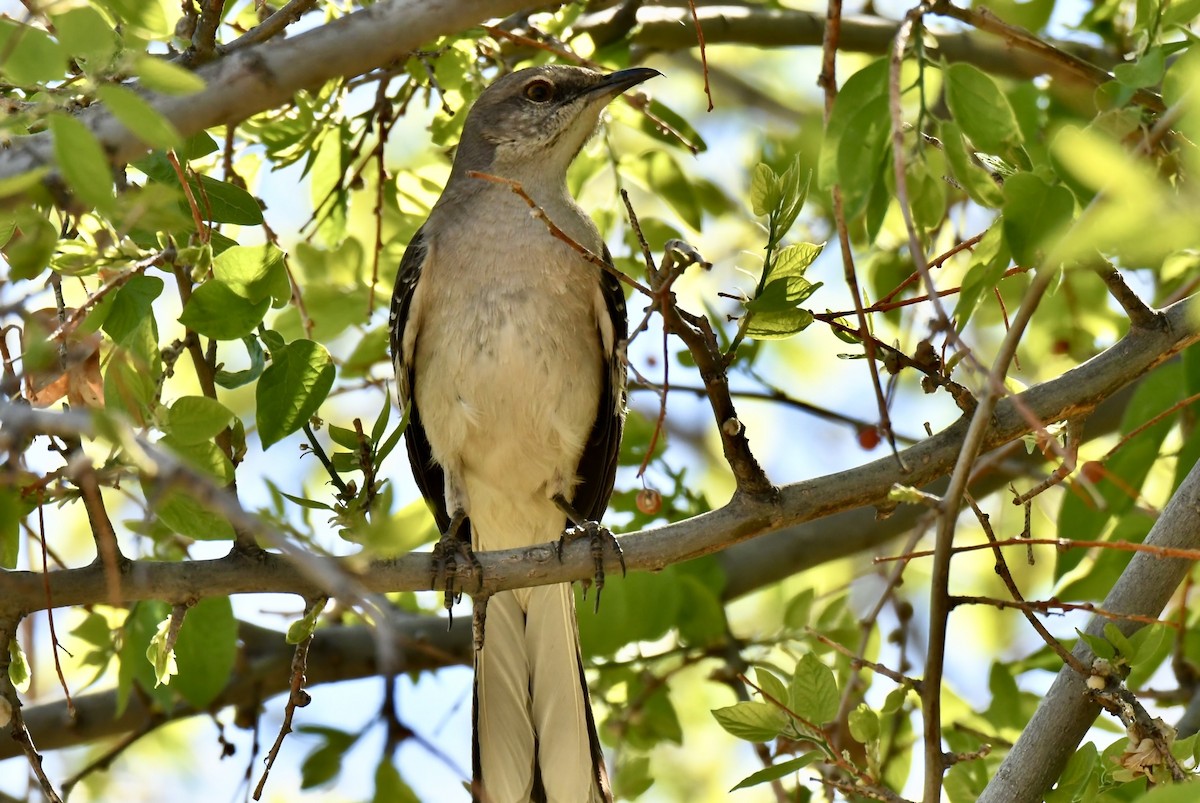 Northern Mockingbird - ML634203422