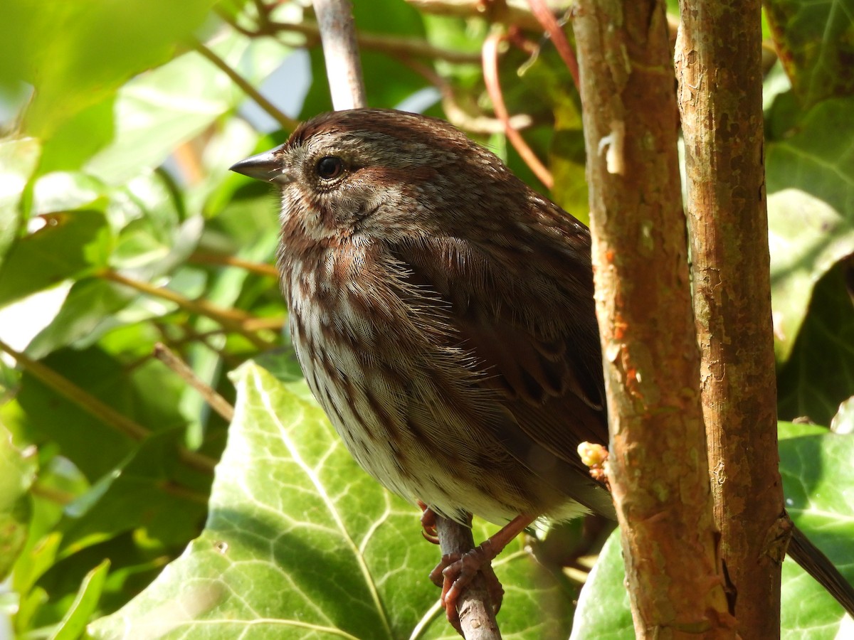 Chingolo Cantor - ML634203503