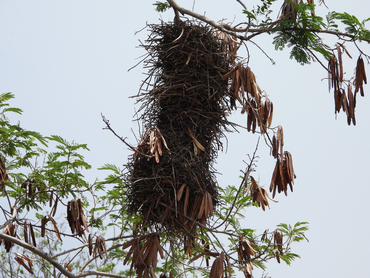 Plain Thornbird - ML634203638