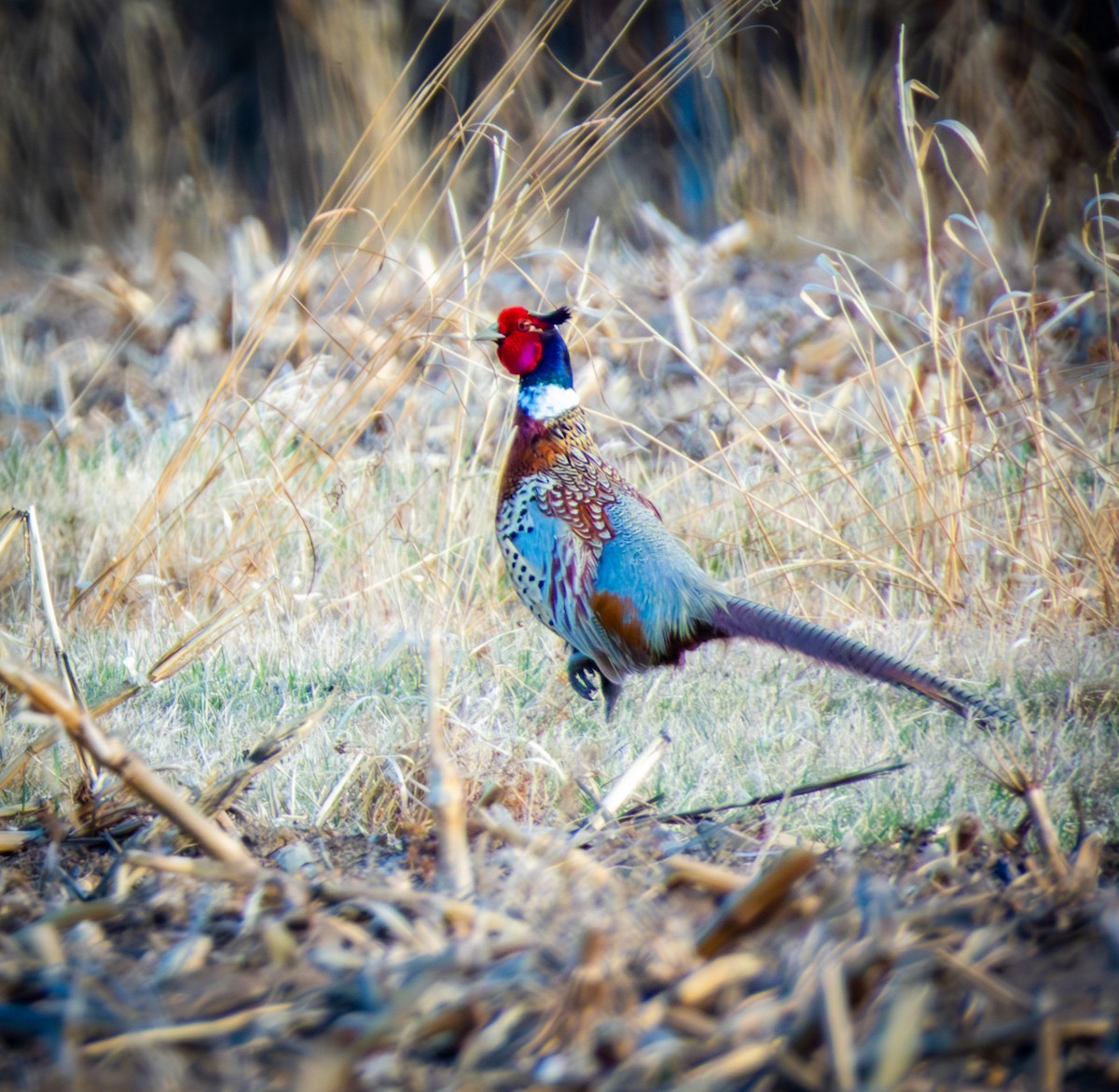 Ring-necked Pheasant - ML634203762
