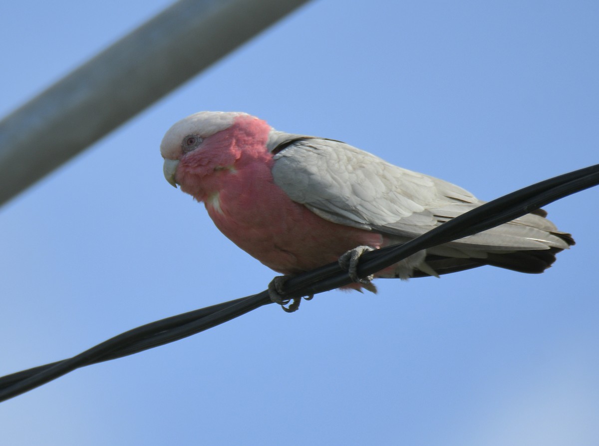 Galah - ML634203768