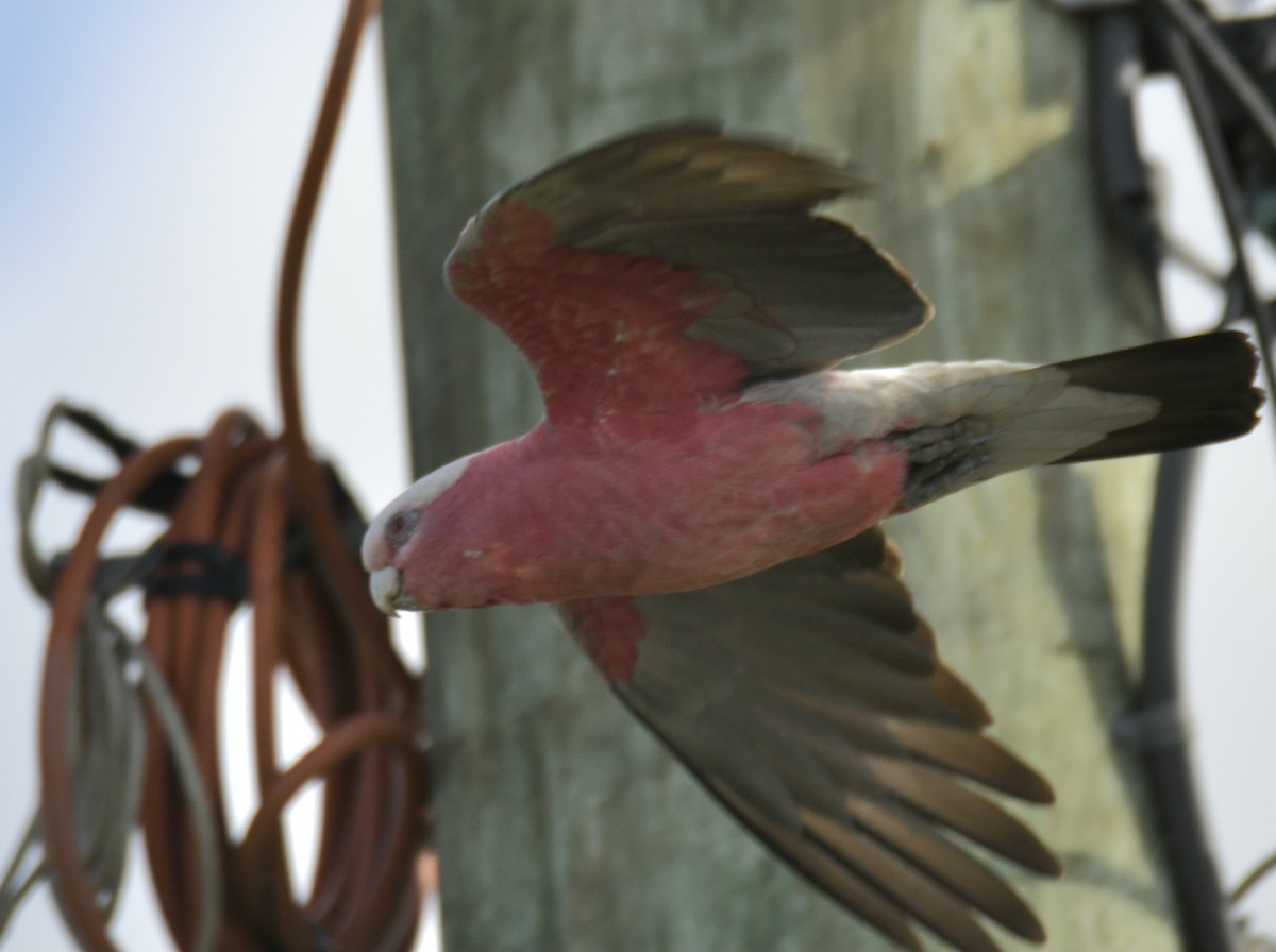 Galah - ML634203769