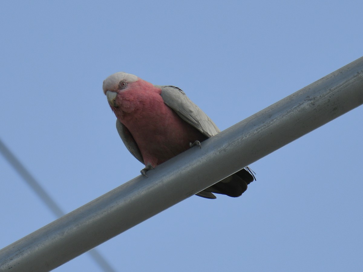 Galah - ML634203770