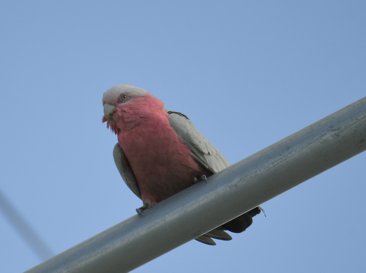 Galah - ML634203771