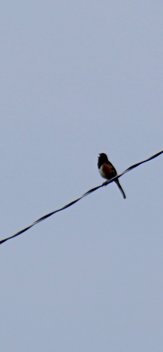 Eastern Towhee - ML634203822