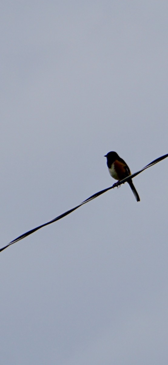 Eastern Towhee - ML634203823