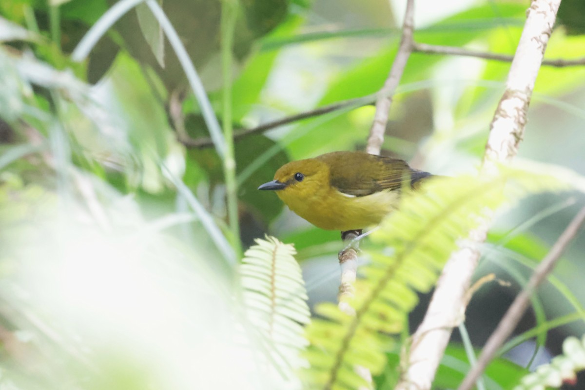 Black-and-yellow Tanager - ML634203860