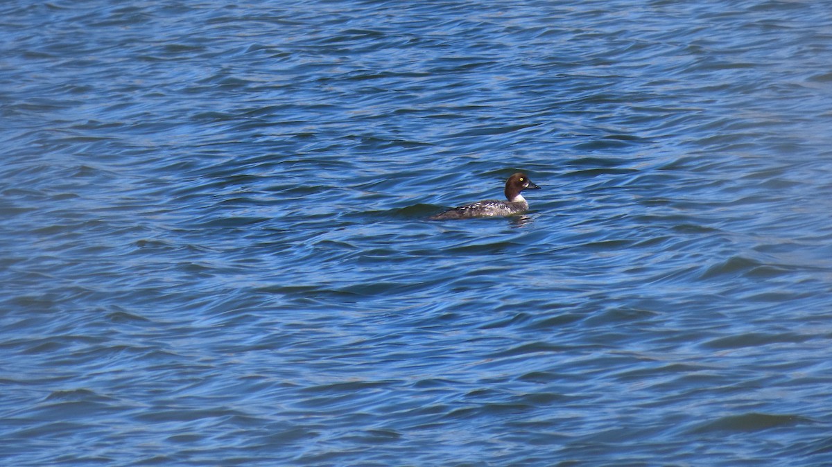 Common Goldeneye - Rhonda Langelaan