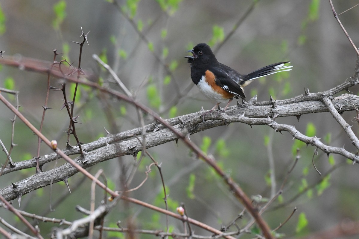 Eastern Towhee - ML634203965