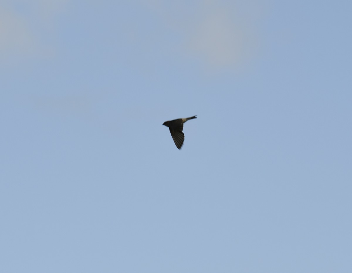 Fairy Martin - ML634203988