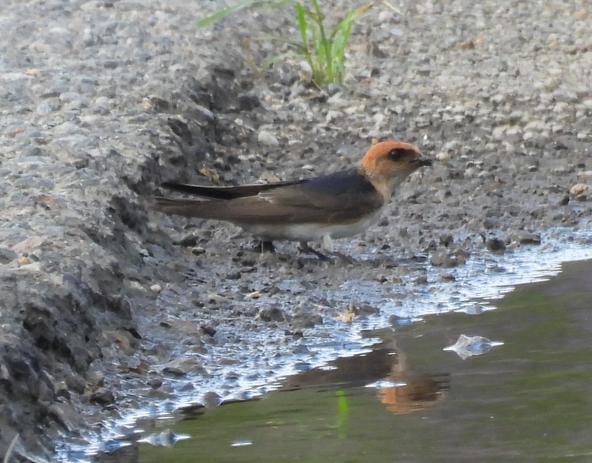 Fairy Martin - ML634203989