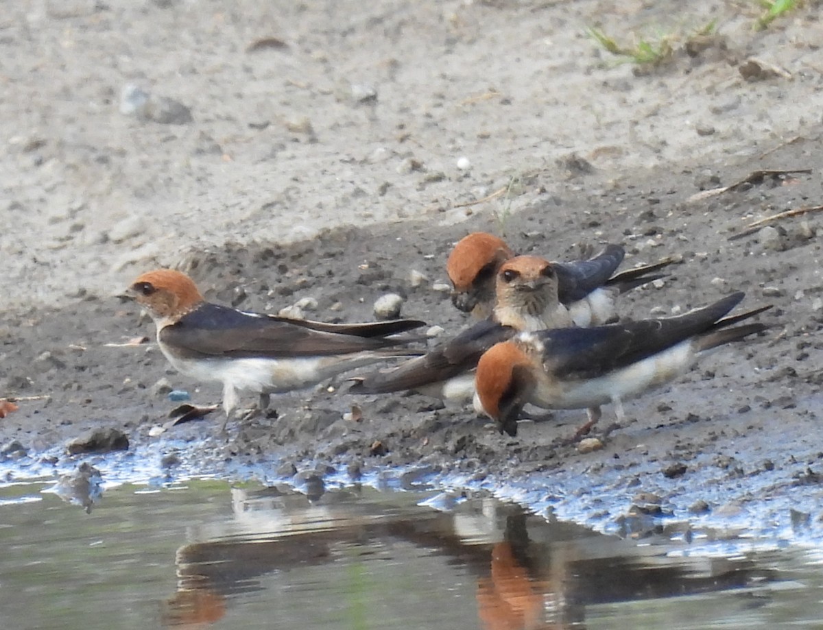 Fairy Martin - ML634203990